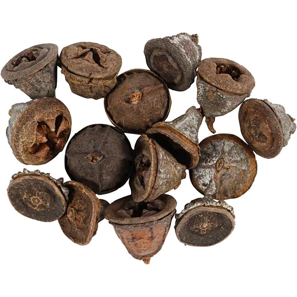Hovedbilde Eucalyptuskjegler